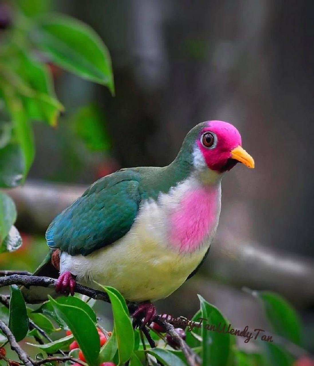 马来西亚的粉头果鸠,颜色居然可以如此鲜艳,很难想象,它是我们经常