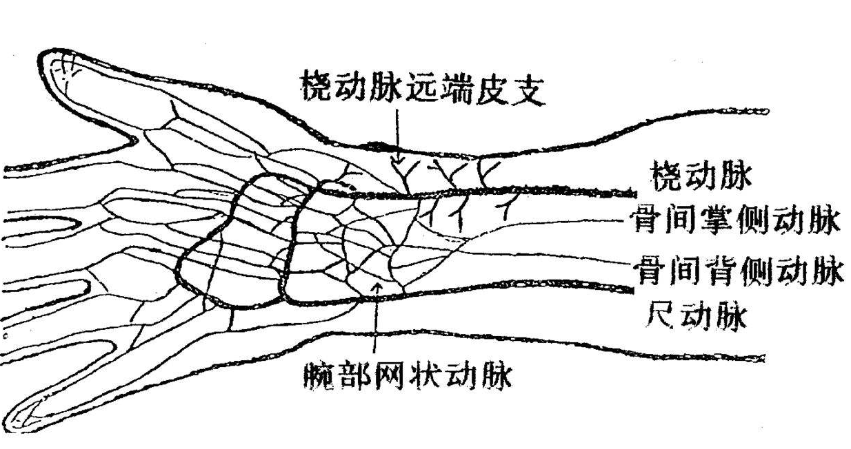 左静脉角图片