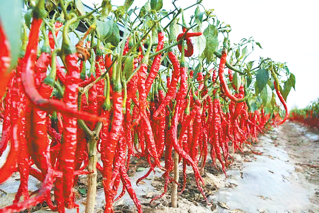 「家乡的味道」甘谷辣椒记