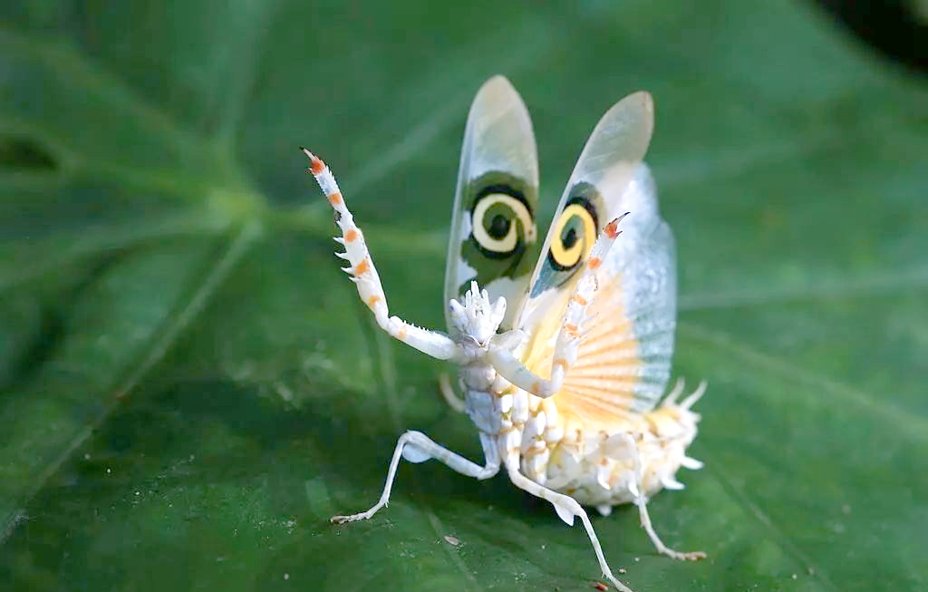 螳螂:自然界的伪装高手,多样品种展现拟态之美