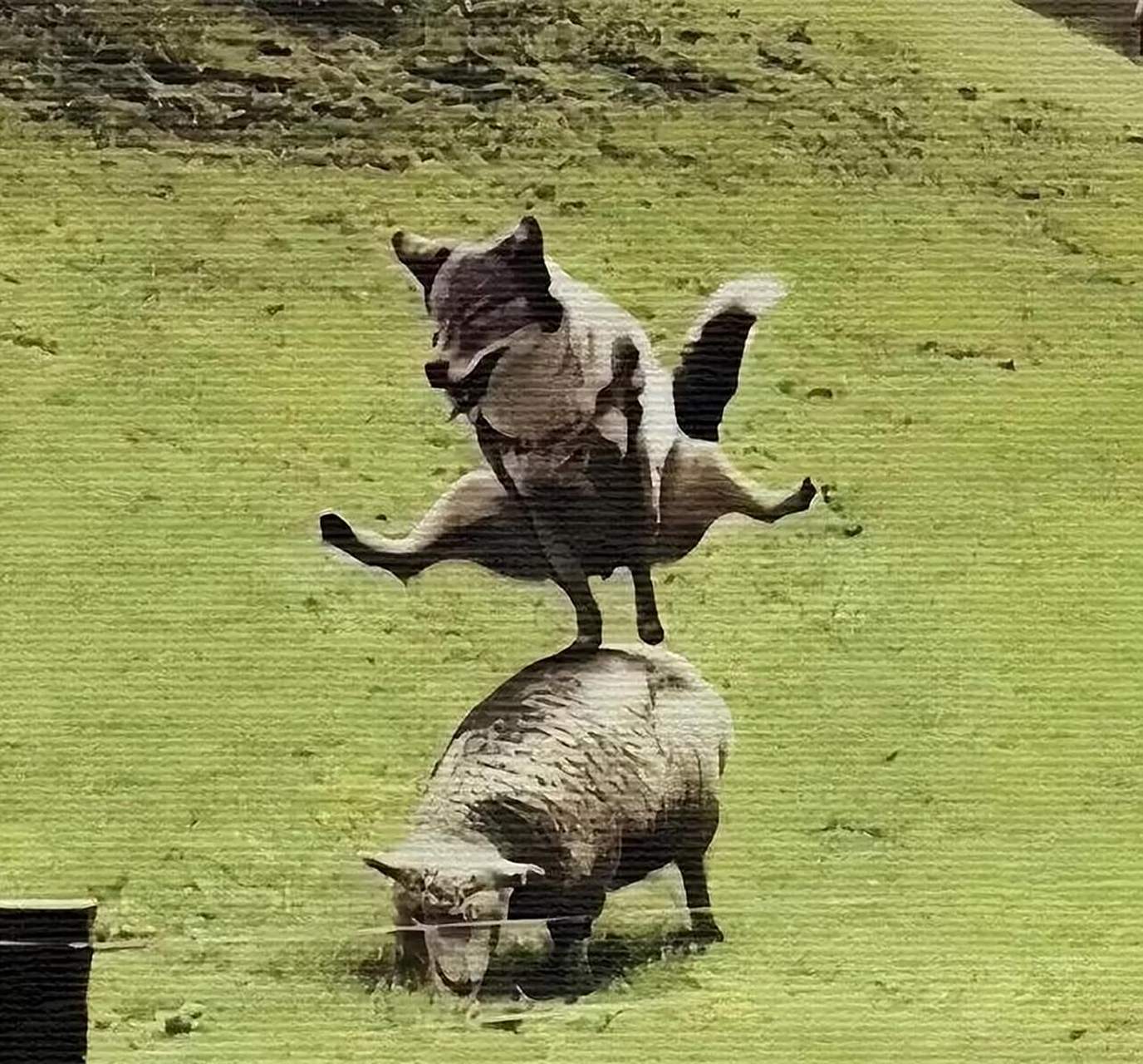 原来跳山羊名字是这么来的