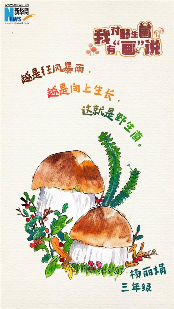 创意海报|我对野生菌有"画"说!