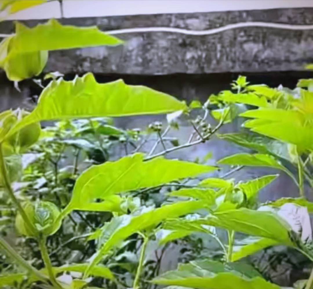 这种深受喜爱的凉品,其原料竟源自一种名为"冰粉树"的一年生草本植物