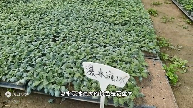 开封菊花苗种植批发基地