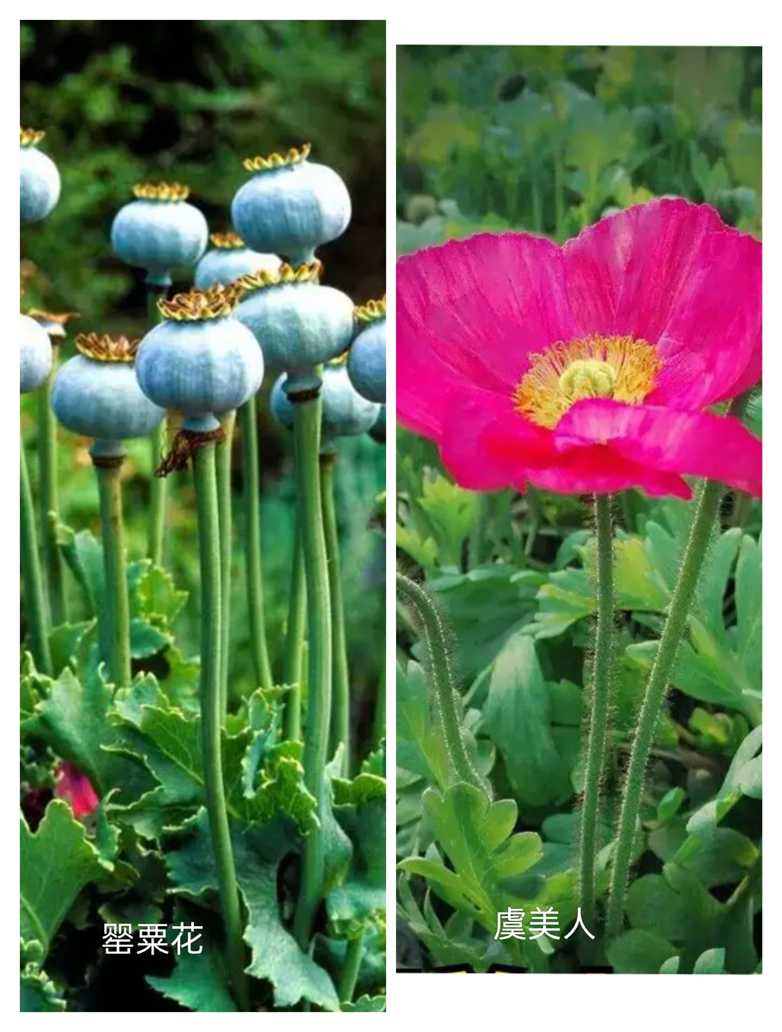 虞美人罂粟花的区别