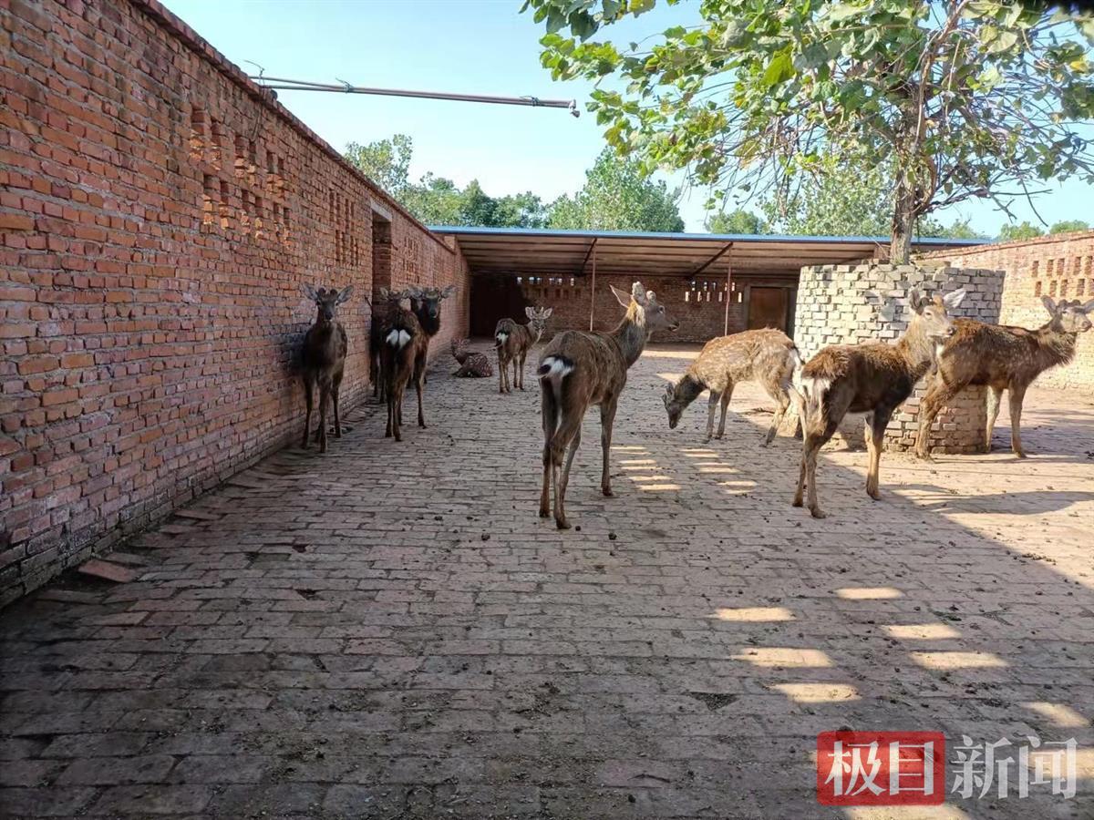鄂州一动物园动物都是画在墙上?记者调查原是一家梅花鹿养殖场