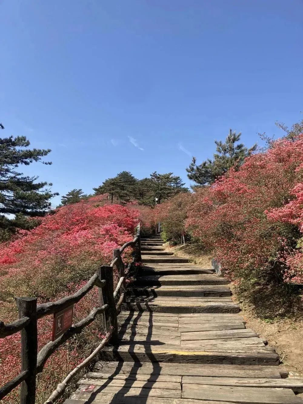 421龟峰山杜鹃花海实况