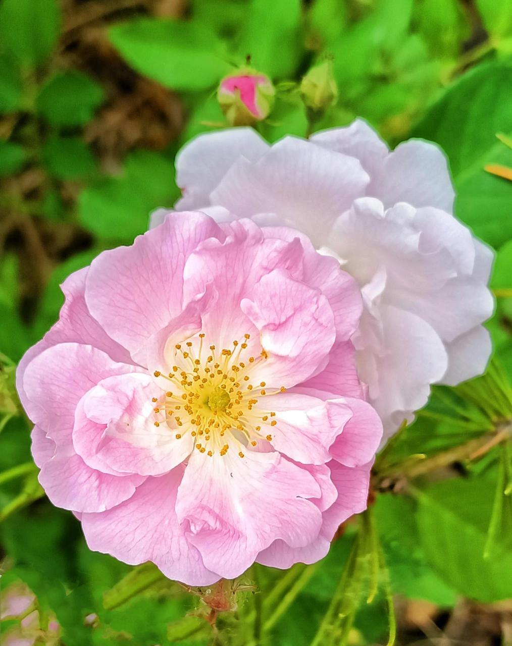 野生玫瑰花原生图片