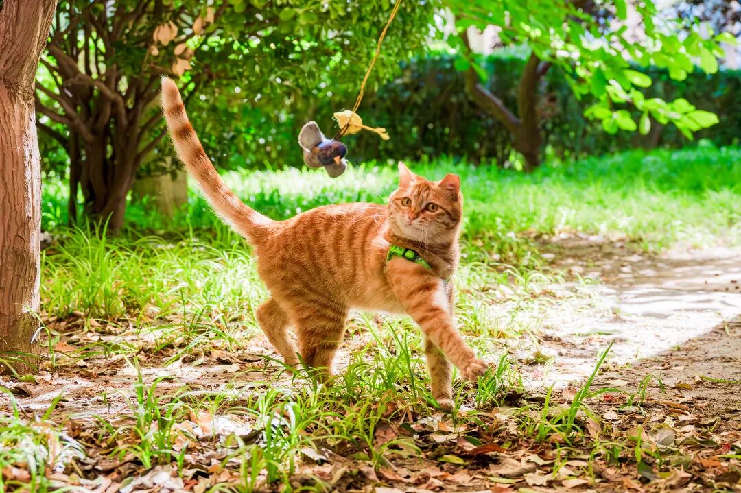 猫猫.jpg