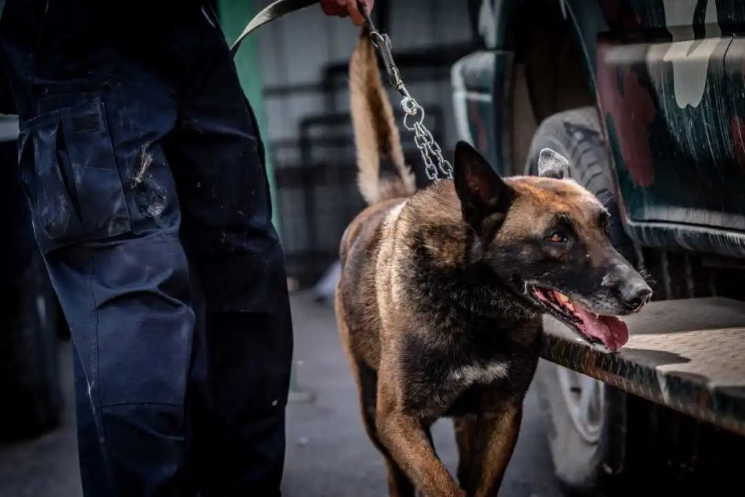04缉毒犬科目缉毒犬专业的科目考核要求参考工作犬在规定时间内和随机