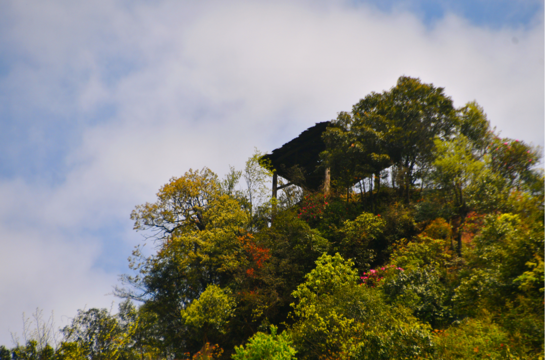 世界级稀有物种睡莲叶杜鹃,绽放四川古蔺虎头山,云海花伴十分壮美!