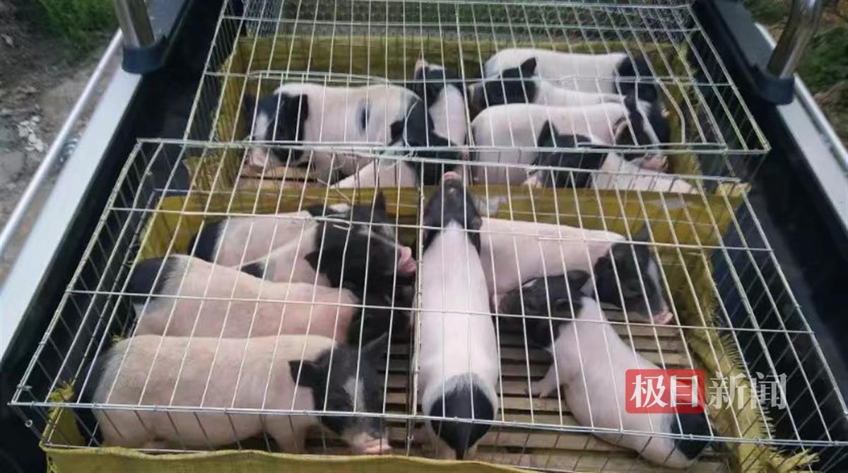 住别墅,吃特供,探访湖北咸安巴马香猪养殖园的"尖板眼"