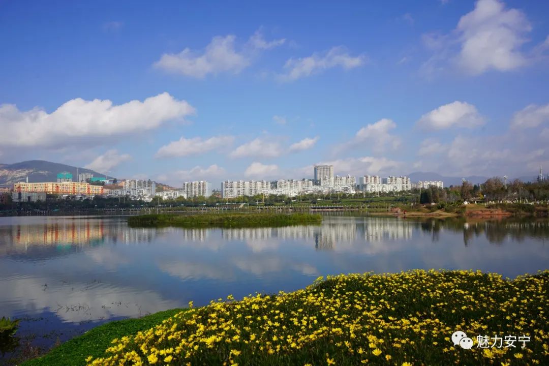 绿色安宁|安宁市宁湖飞来"最会游泳的鸡"骨顶鸡