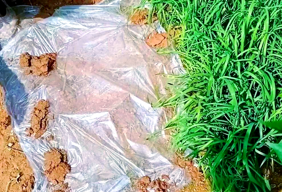 韭菜根蛆防治妙招,用塑料膜轻松解决