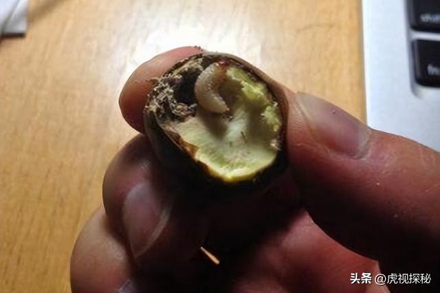 生板栗看着有着坚硬的外壳,但是其中一些板栗其实是有虫子的