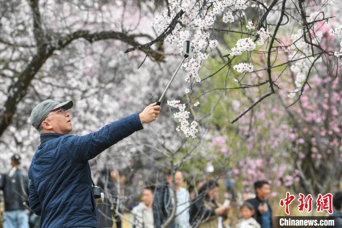 西藏林芝桃花节开幕 人气桃花村热闹迎客