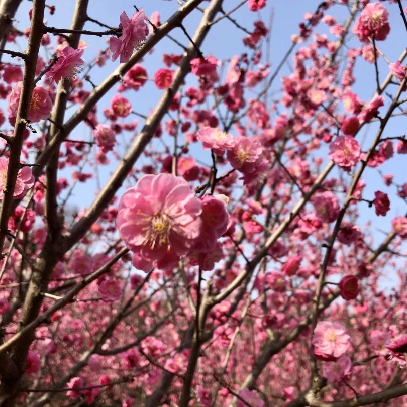 白马关桃花图片