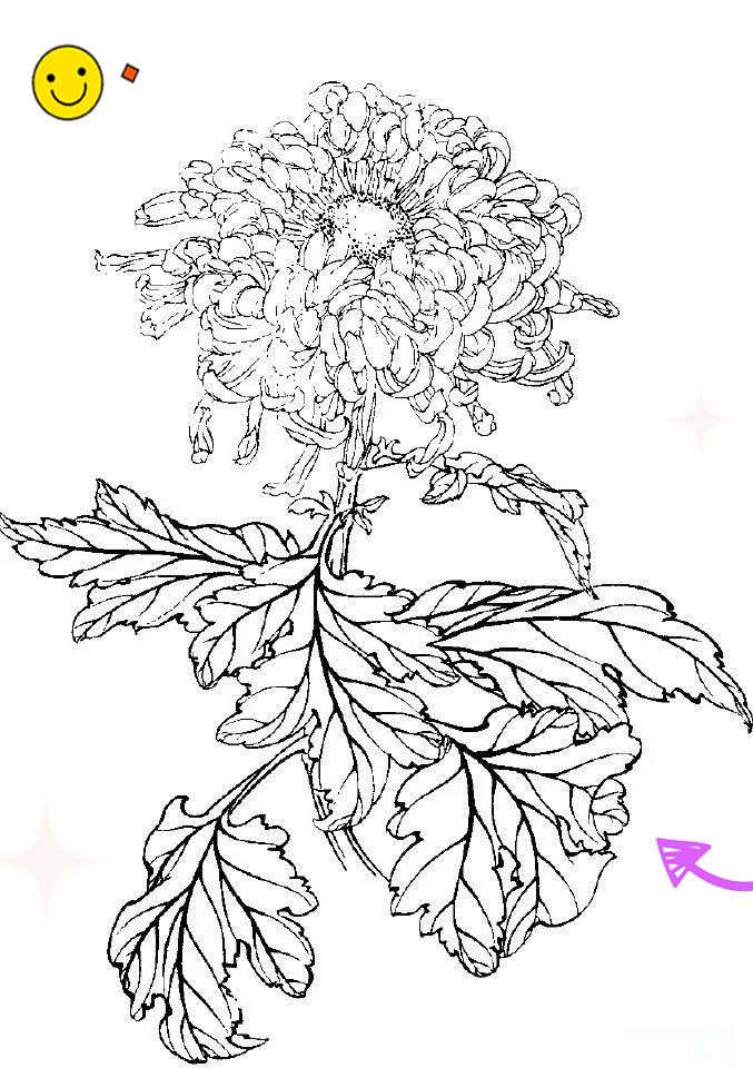 多种菊花白描图集