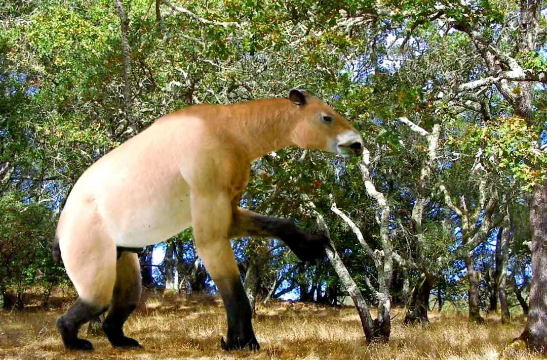 爪兽:奇蹄类中独特的类群,见证新生代生物演替