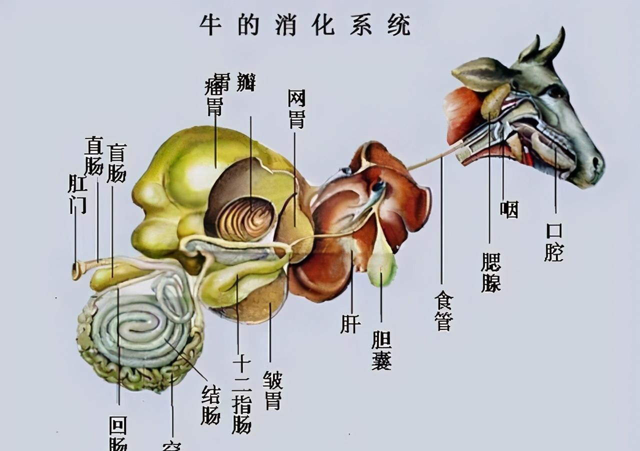 欧美牧场主为什么要在奶牛身上开"天窗"?这是对奶牛好?