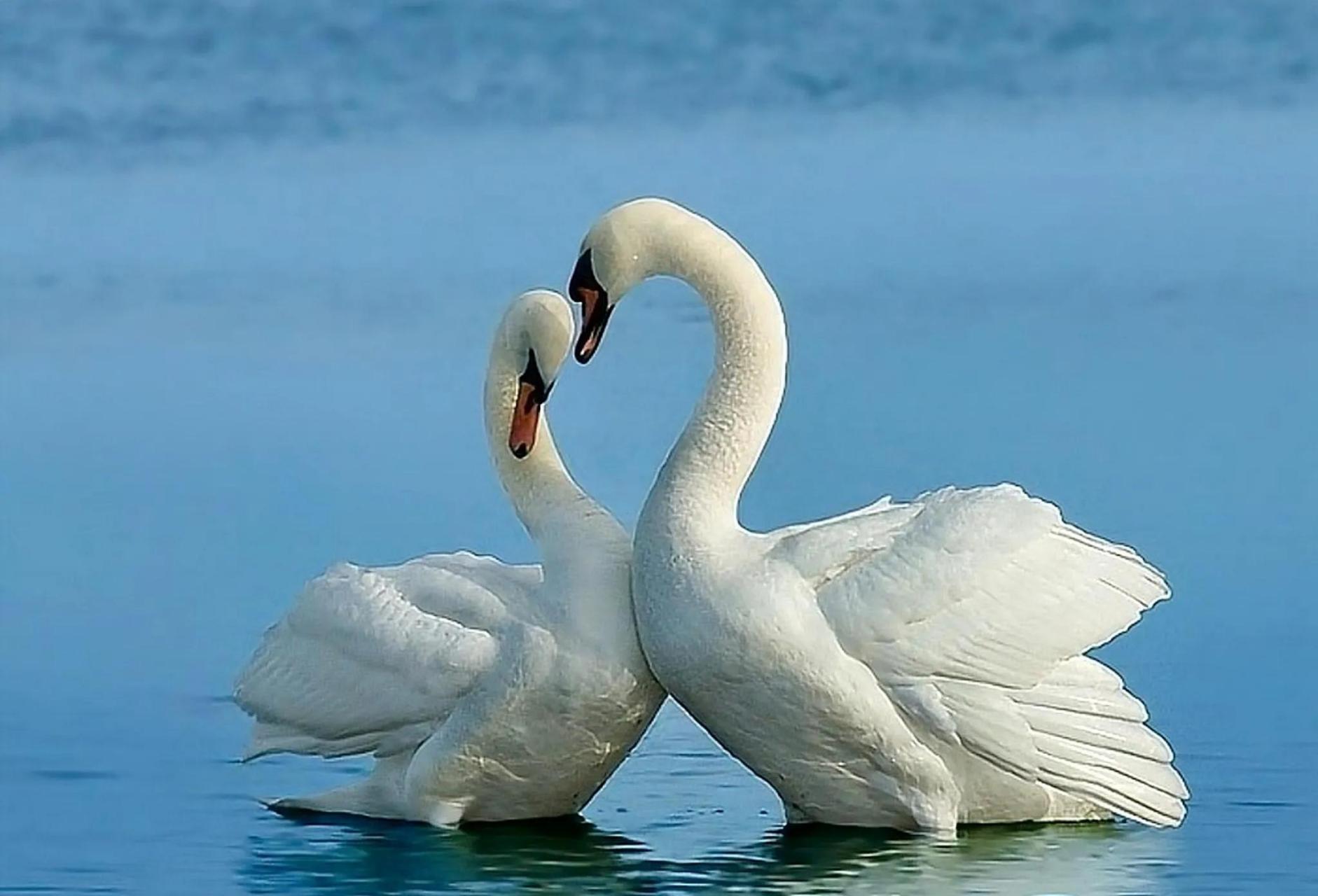 天鹅指雁族的鸟类,属游禽,是一种冬候鸟,国家二级保护动物.