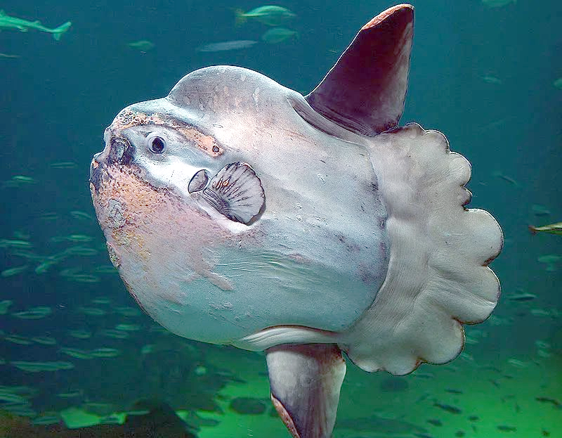 深海探秘:真的存在未知巨型生物吗?