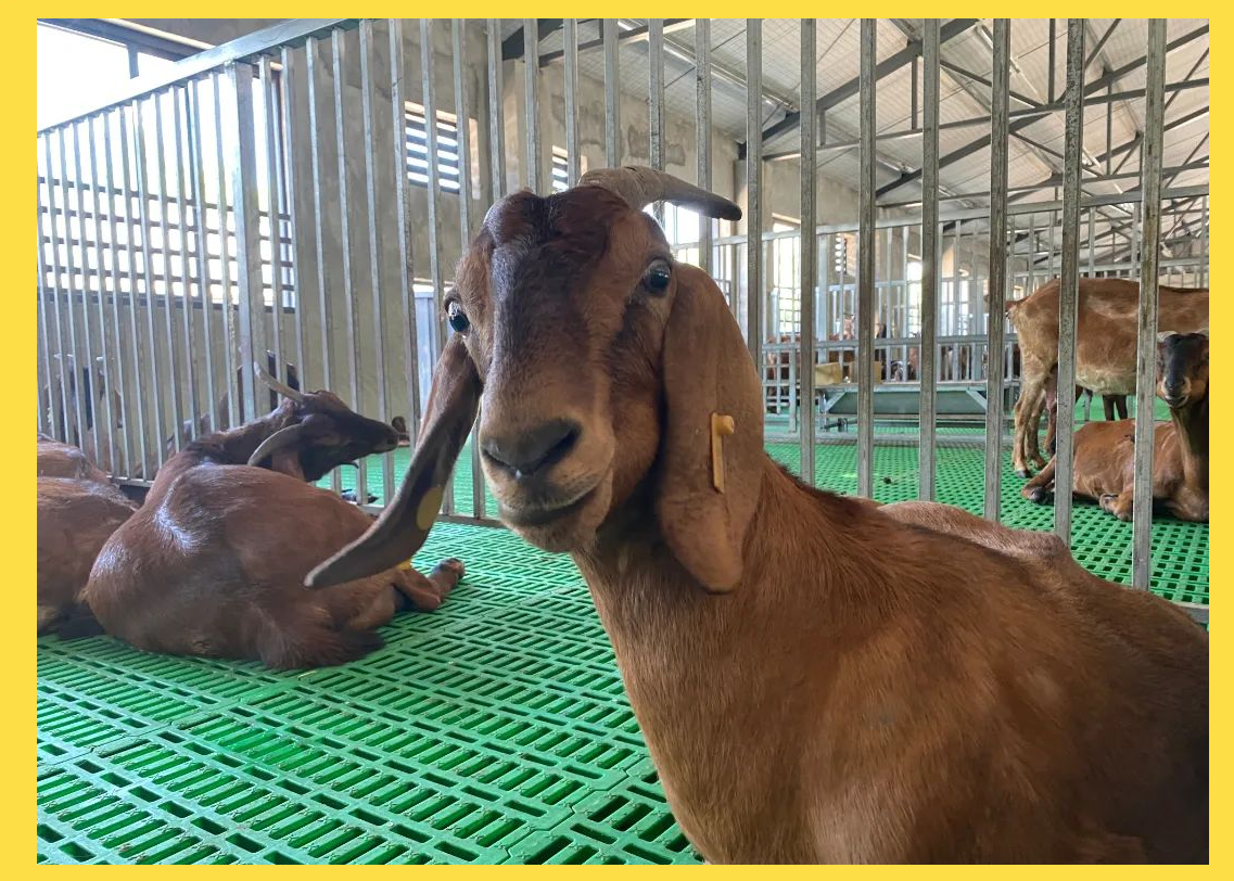 国企助力乡村振兴,简州大耳羊产业蓬勃发展