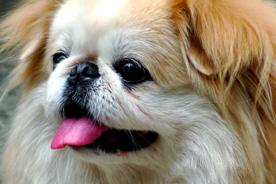 京巴狗为何逐渐淡出人们的选择?解析其背后的真实原因