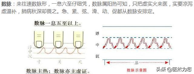 看脉象动图解读数脉,促脉,疾脉和动脉,都各代表了什么身体状况