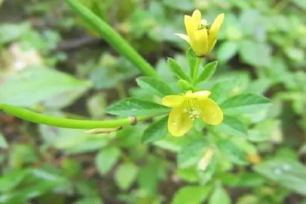 黄花草别名