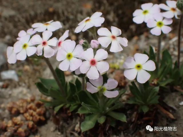 西藏点地梅,高山上的小仙女