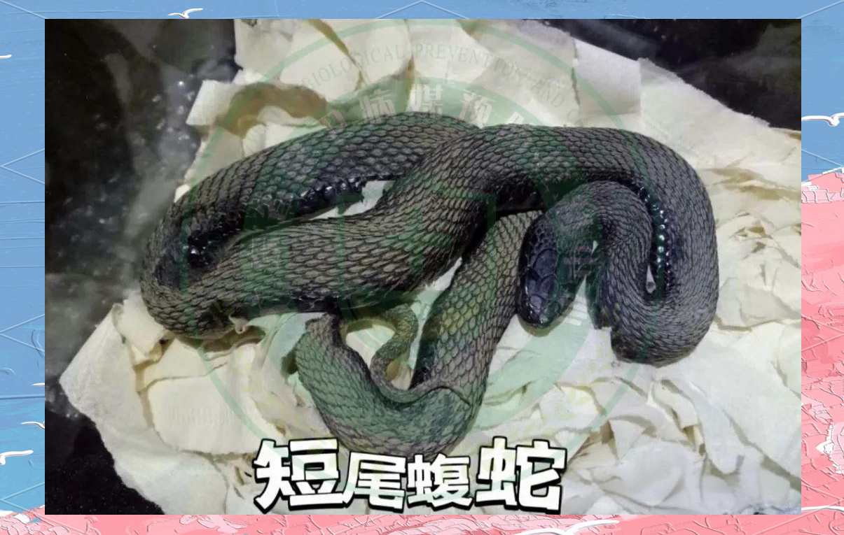短尾蝮蛇的体色多样性及栖息环境探究