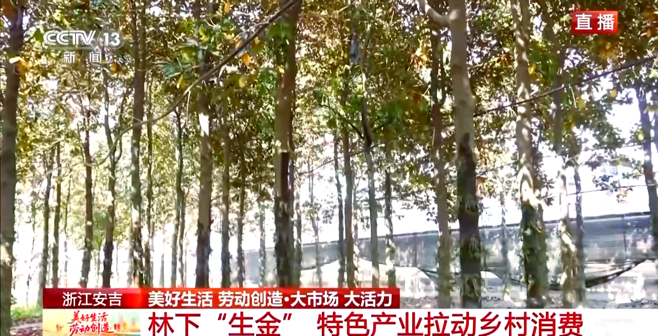 铁皮石斛种植基地在哪里