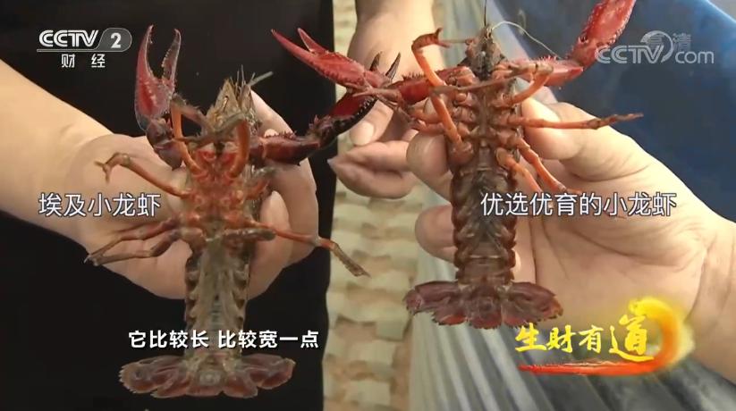 连央视《生财有道》都关注,望城荷花虾到底有多香?