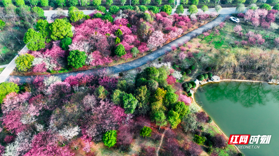 春天的故事丨一次看个够!望城玉湖公园梅花美成画