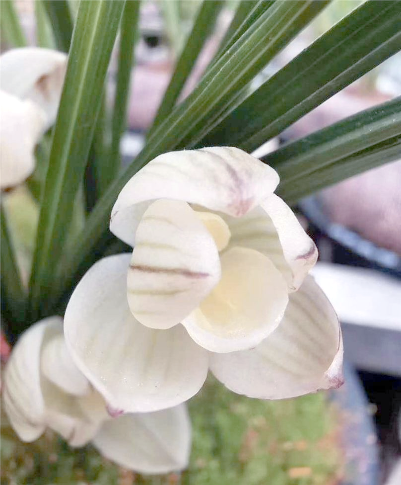 素冠荷鼎:一种具有多重意义的植物宝藏