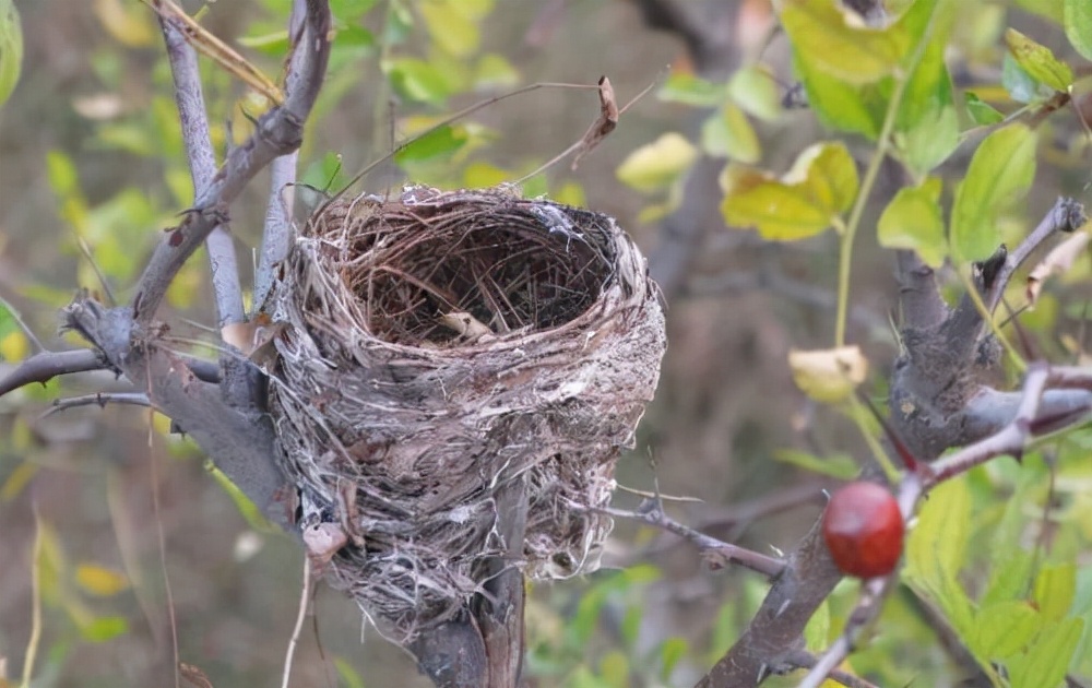 1978年,江苏3名小学生掏鸟窝,意外掏出价值50亿的千年宝贝