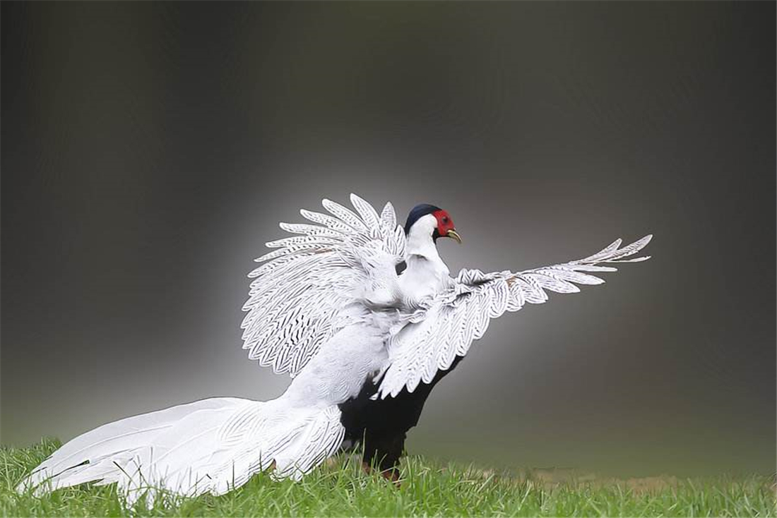 四川峨眉山出现一种仙鸟,红脸颊白长尾,遇到危险雄鸟让雌鸟先逃