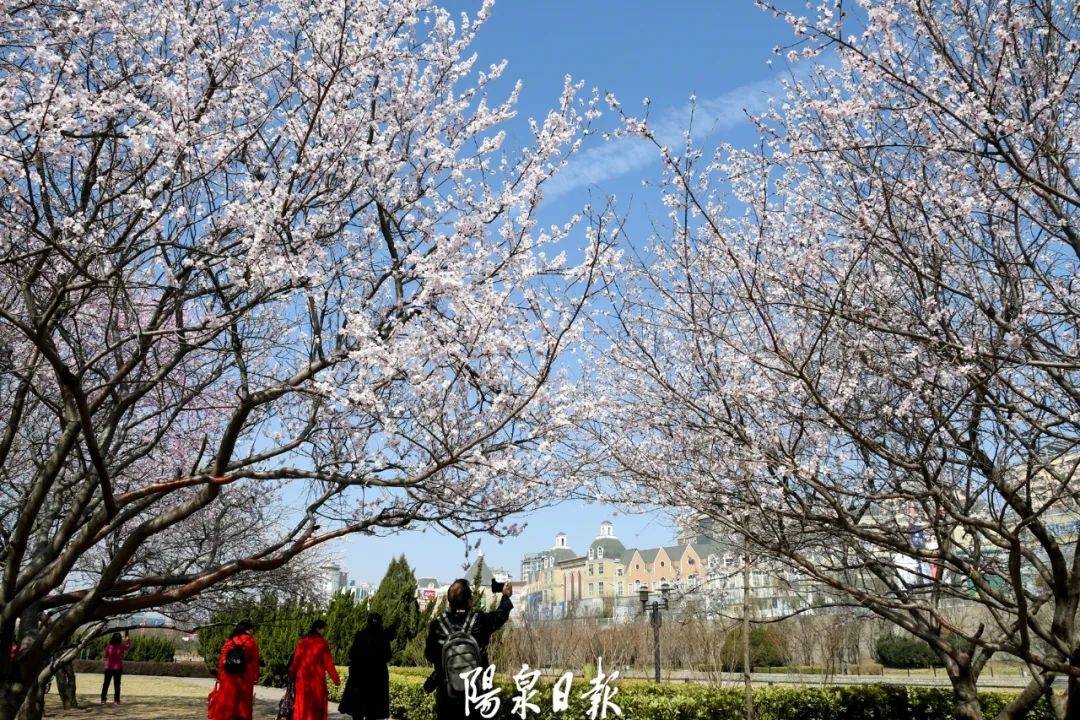 看!"花花"de阳泉!