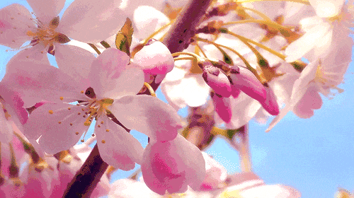 花灿如云霞,花落凝成诗樱花树下抬首望向一整个春天的烂漫时光也悄然