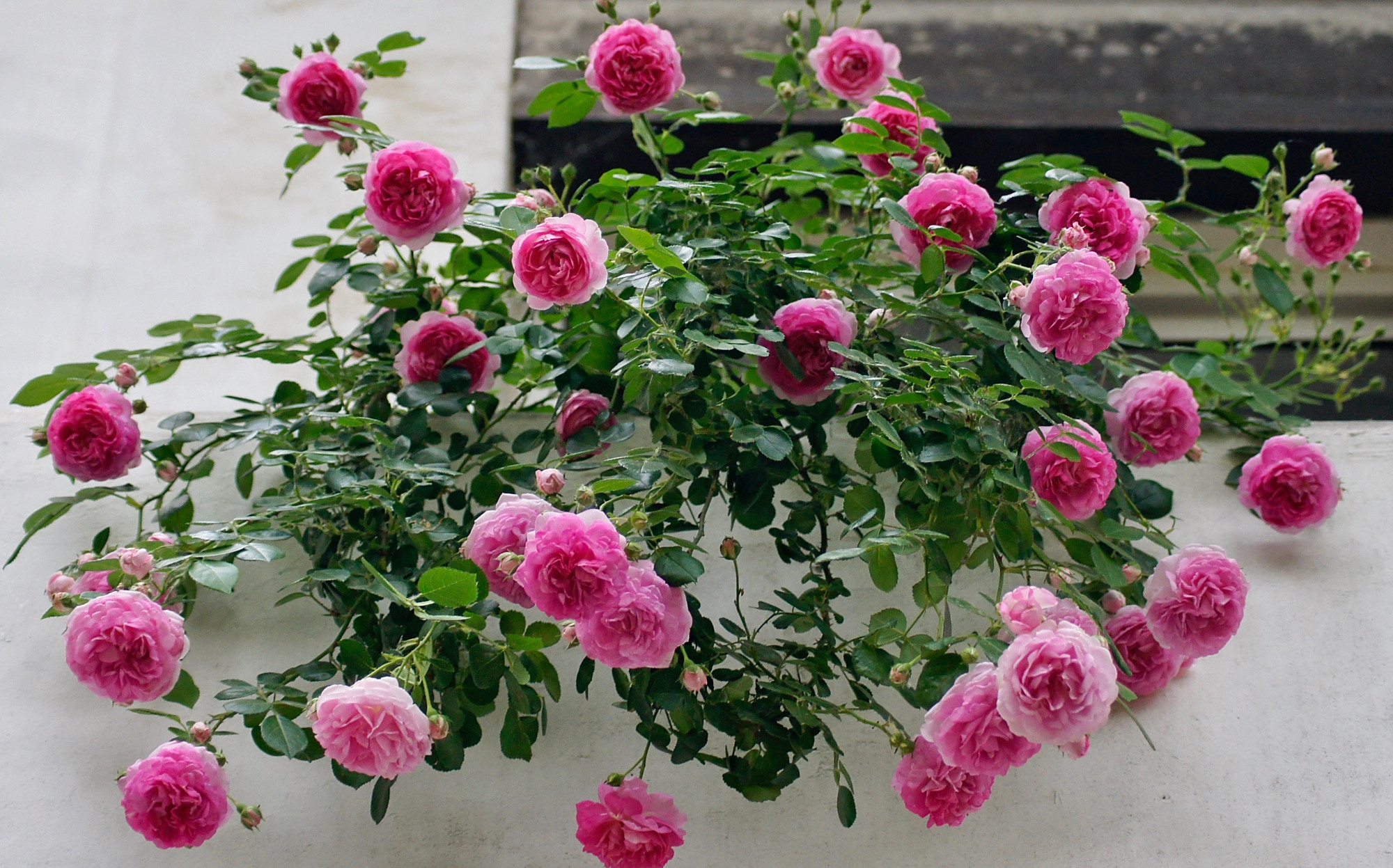 藤本月季"亚斯米娜",美丽不输粉龙,多季重复开花,阳台也能养