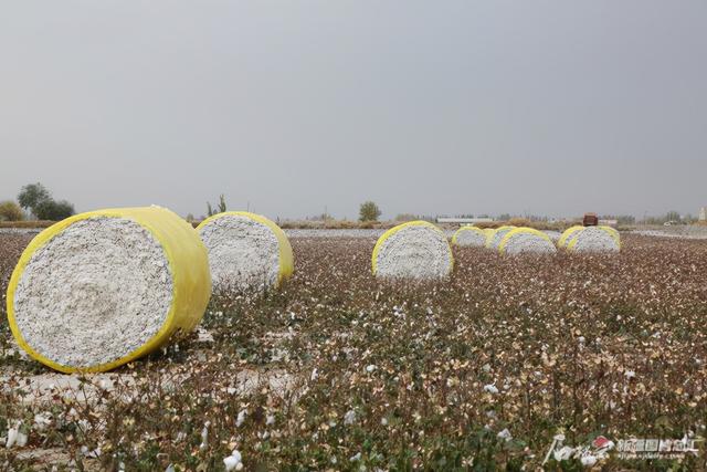 阿瓦提县145万亩棉花开始采收