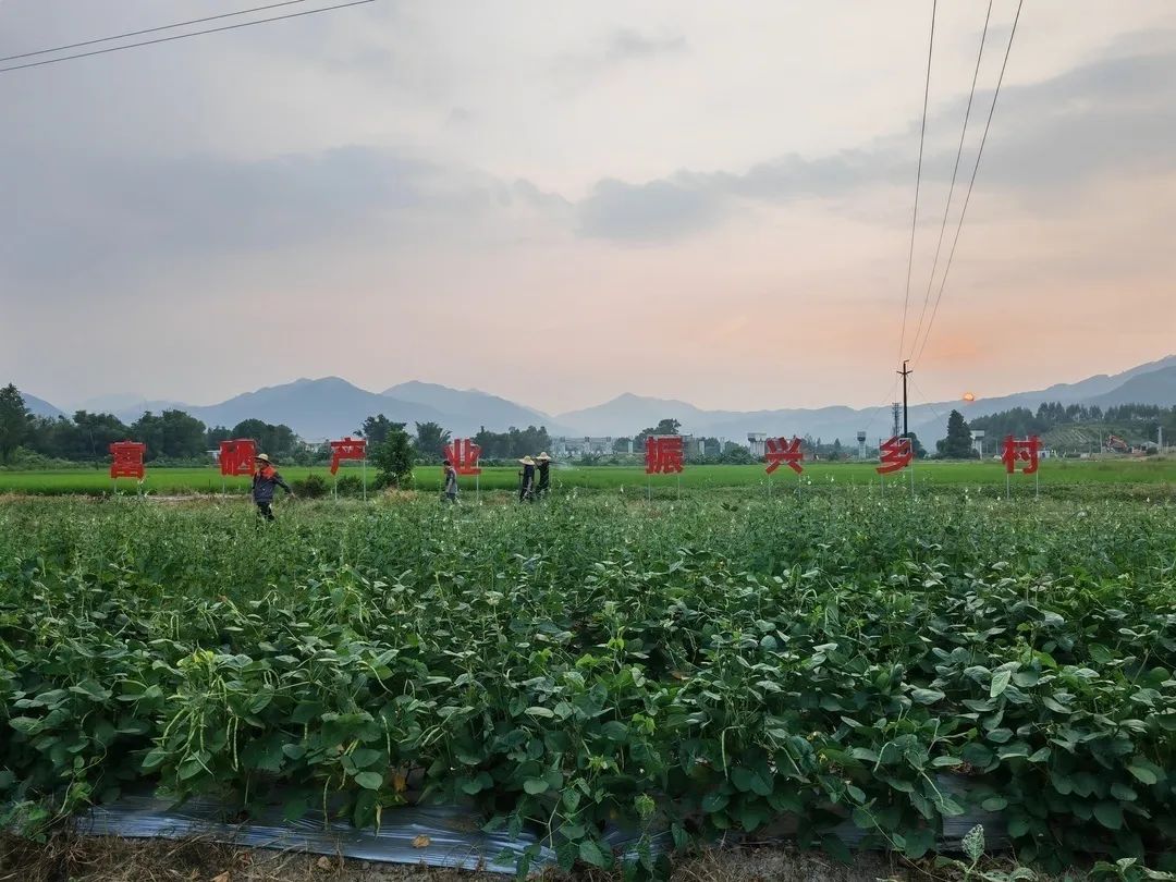 崖门镇横水村大营盘地块,获广东省首批"天然富硒土地"认定!