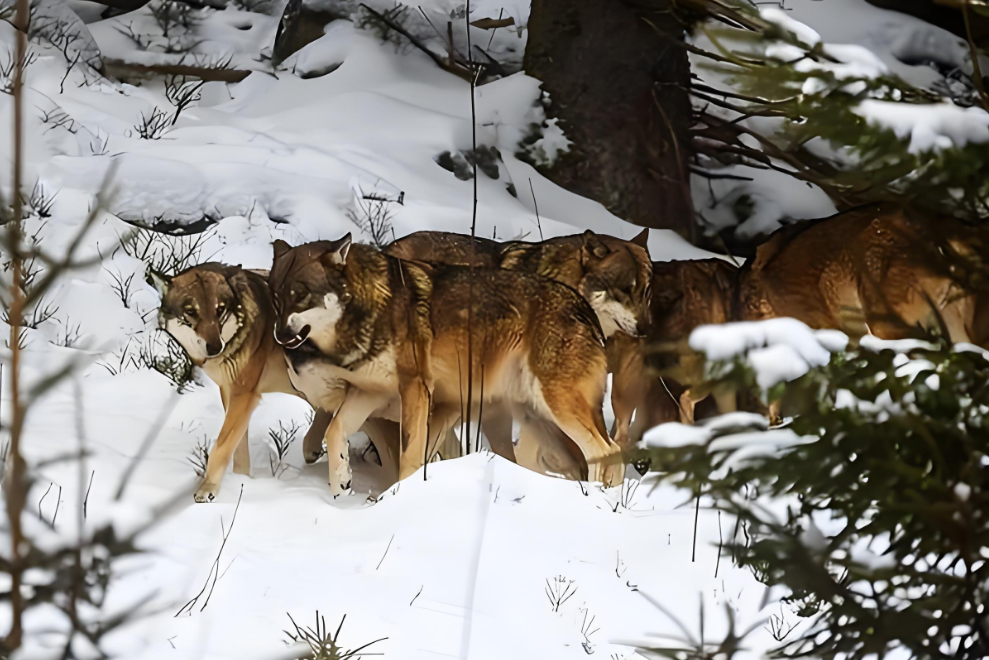 老猎人进山狩猎,面对8只狼围攻临危不乱连杀3只