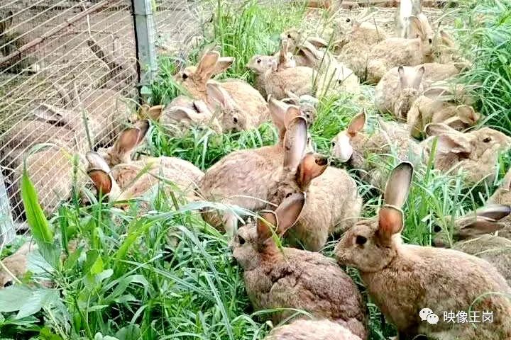 平桥区王岗乡:发挥乡贤"头雁"作用 用实际行动书写乡村振兴