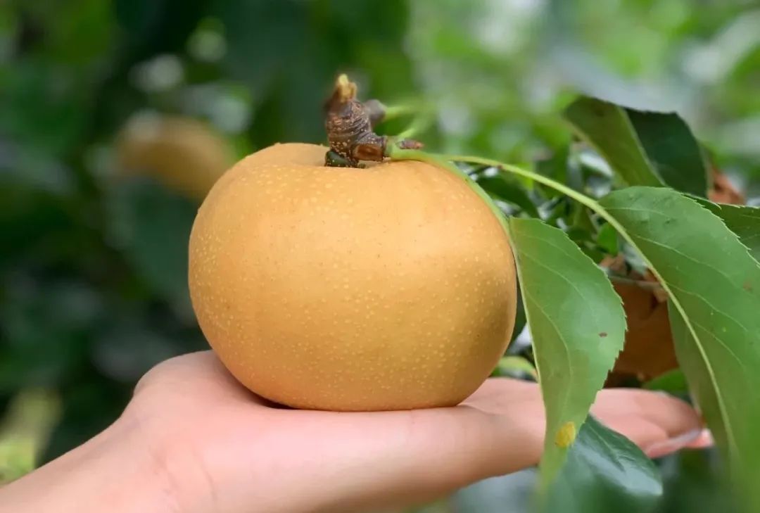 白白嫩嫩的"冰糖秋月梨",酥脆爽,甜汁多到"吸溜"喝!