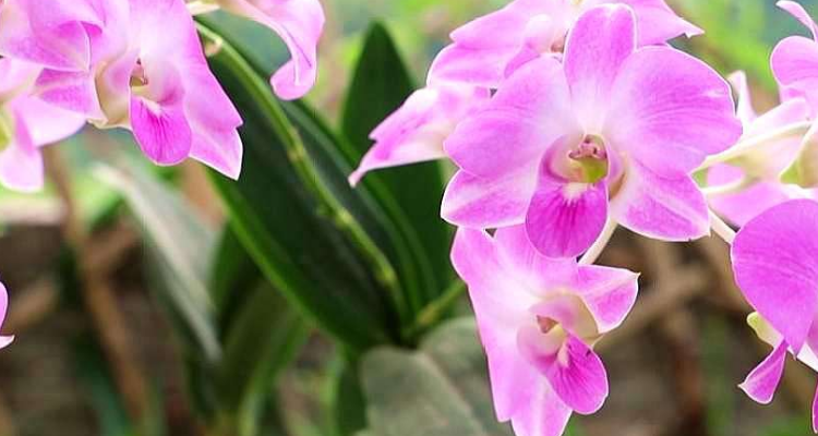 什么花代表父亲