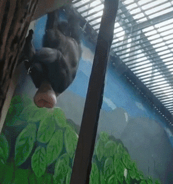 黑猩猩不是“脱肛”了，只是发情期（GIF）_我想网