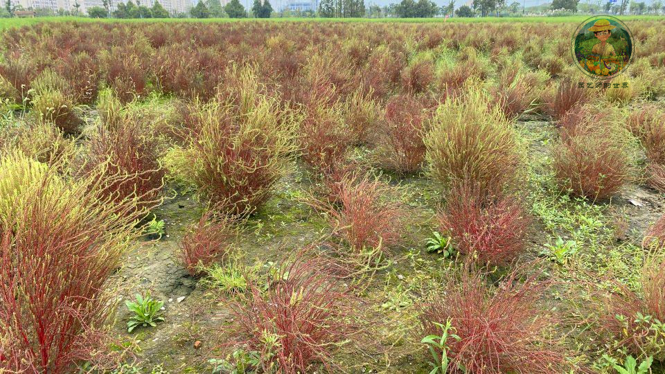 红地肤,让夏,秋两季绚烂多彩!