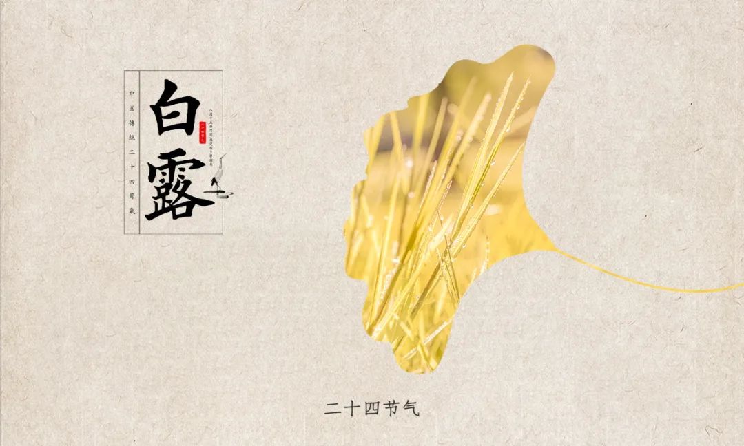 今日白露:露从今夜白,月是故乡明